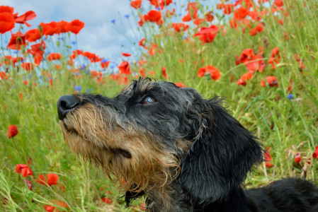 Bild-Nr: 11363168 Im Mohn Erstellt von: Sabine Schmidt