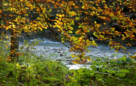 Bild-Nr: 11363942 Herbstbuche an der Mangfall Erstellt von: ELIO