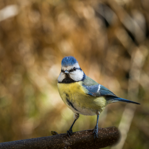 Bild-Nr: 11365542 Blaumeise Cyanistes caeruleu Erstellt von: Richard-Young