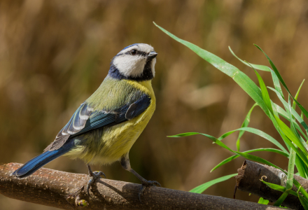 Bild-Nr: 11365546 Blaumeise Cyanistes caeruleu Erstellt von: Richard-Young