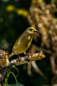 Bild-Nr: 11367103 Grünfink Carduelis chlori Erstellt von: Richard-Young