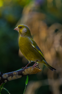 Bild-Nr: 11367105 Grünfink Carduelis chlori Erstellt von: Richard-Young