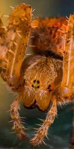 Bild-Nr: 11367509 Kreuzspinne , Araneus Erstellt von: Richard-Young