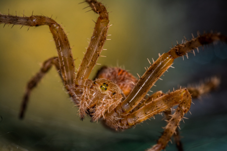 Bild-Nr: 11367515 Kreuzspinne , Araneus Erstellt von: Richard-Young