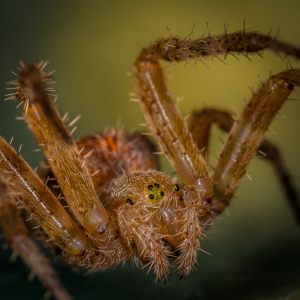 Bild-Nr: 11368005 Kreuzspinne , Araneus Erstellt von: Richard-Young