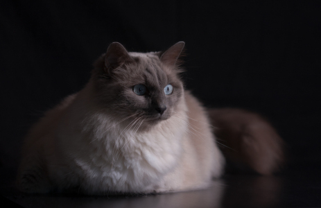 Bild-Nr: 11368289 Aufmerksam  Erstellt von: Tex