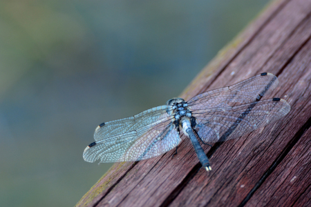 Bild-Nr: 11369243 Libelle Erstellt von: EwaJ