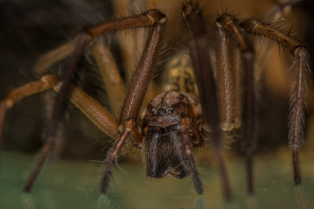 Bild-Nr: 11369673 Tegenaria domestic , Hauswinkelspinne Erstellt von: Richard-Young