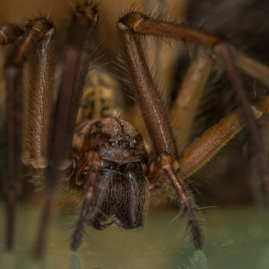 Bild-Nr: 11369677 Tegenaria domestic , Hauswinkelspinne Erstellt von: Richard-Young