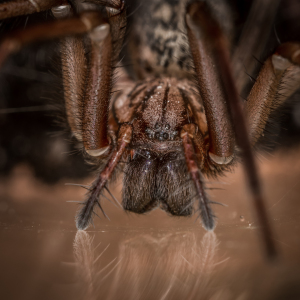 Bild-Nr: 11369681 Tegenaria domestic , Hauswinkelspinne Erstellt von: Richard-Young