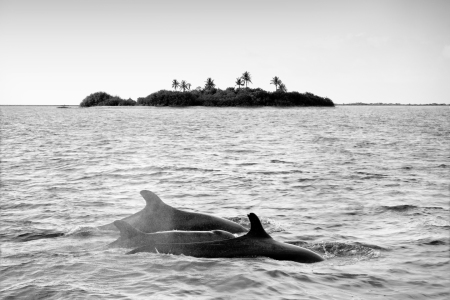 Bild-Nr: 11369947 Dolphins Erstellt von: Thomas Herzog