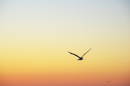 Bild-Nr: 11371485 Flug einer Möwe Ins Abendrot  Erstellt von: Tanja Riedel