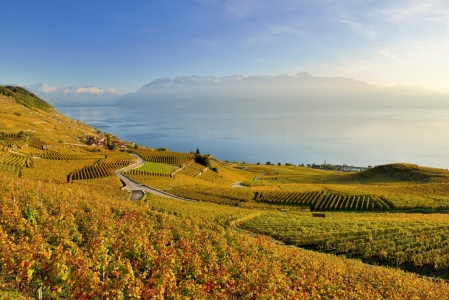 Bild-Nr: 11373415 Abendstimmung im Weinberg Erstellt von: suteracher