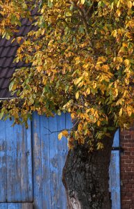 Bild-Nr: 11375865 Kastanienbaum im Herbst vor Bauernhof Erstellt von: A-Grotehans