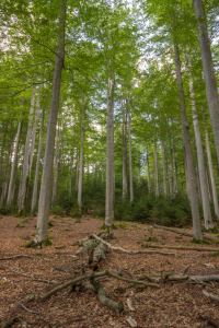 Bild-Nr: 11376767 Hochgewachsen Erstellt von: S-HarryPhotography