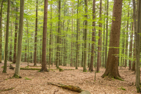 Bild-Nr: 11376775 UNSER WALD Erstellt von: S-HarryPhotography