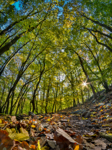 Bild-Nr: 11378583 Herbstwald Erstellt von: Richard-Young