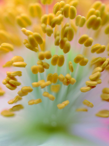 Bild-Nr: 11378625 Der Mohnblumenpollenstrauß Erstellt von: Ostfriese