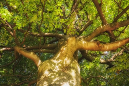 Bild-Nr: 11378883 Blick in den Baum Erstellt von: Heike Langenkamp