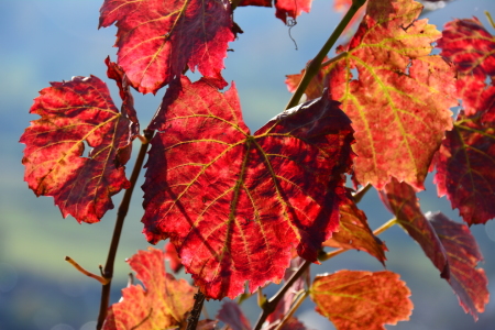 Bild-Nr: 11379733 Weinlaub Erstellt von: GUGIGEI