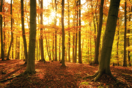 Bild-Nr: 11379925 Laubwald Erstellt von: Oliver Henze