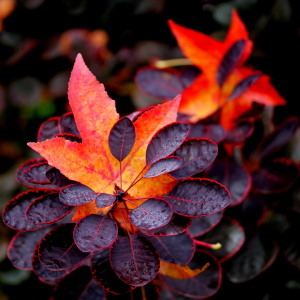 Bild-Nr: 11381077 Herbst Erstellt von: margoscha08