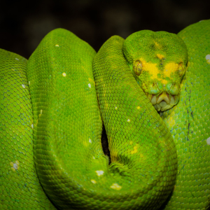 Bild-Nr: 11384395 Grüner Baumpython  - Morelia viridis  Erstellt von: Richard-Young