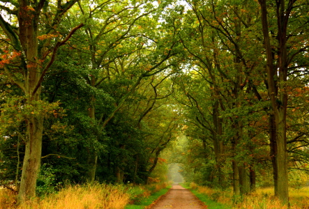 Bild-Nr: 11384655 Herbstspaziergang Erstellt von: GUGIGEI