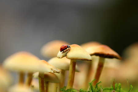 Bild-Nr: 11385229 Marienkäfer im Pilzwald Erstellt von: Heike Hultsch