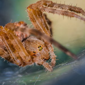 Bild-Nr: 11386059 Kreuzspinne , Araneus Erstellt von: Richard-Young