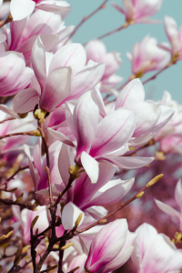 Bild-Nr: 11386197 Frühling Erstellt von: Steffen Gierok