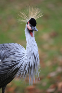 Bild-Nr: 11386975 Kronenkranich Erstellt von: FotoDeHRO