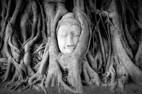 Bild-Nr: 11387109 Buddha in Tree Erstellt von: panoramos