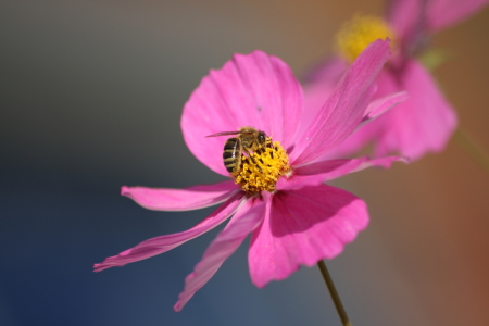 Bild-Nr: 11387897 Cosmea mit Biene Erstellt von: KundenNr-275381