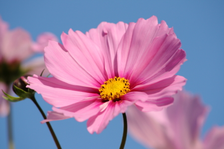 Bild-Nr: 11388593 Cosmea Erstellt von: KundenNr-275381