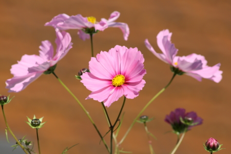 Bild-Nr: 11388605 Cosmea Erstellt von: KundenNr-275381