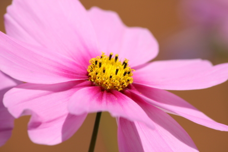 Bild-Nr: 11388629 Cosmea Erstellt von: KundenNr-275381