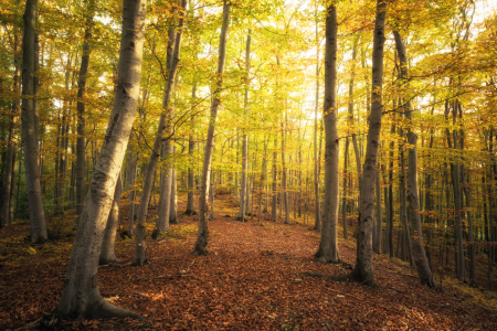 Bild-Nr: 11389039 Durchweg - Herbstwald Erstellt von: Oliver Henze