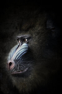 Bild-Nr: 11390209 Porträt eines Mandrills Erstellt von: Heike  Hultsch