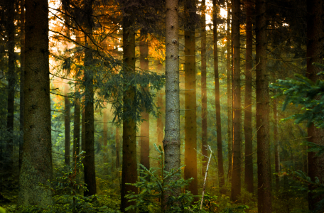 Bild-Nr: 11390267 Der Wald Erstellt von: Steffen Henze