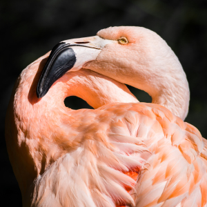Bild-Nr: 11394489 Chile Flamingo , Phoenicopterus chilensis Erstellt von: Richard-Young
