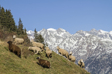 Bild-Nr: 11396987 Schafe im Val Medel Erstellt von: EderHans