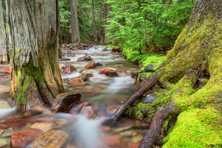 Bild-Nr: 11400385 Jackson Creek - Glacier NP Montana, USA Erstellt von: TomKli