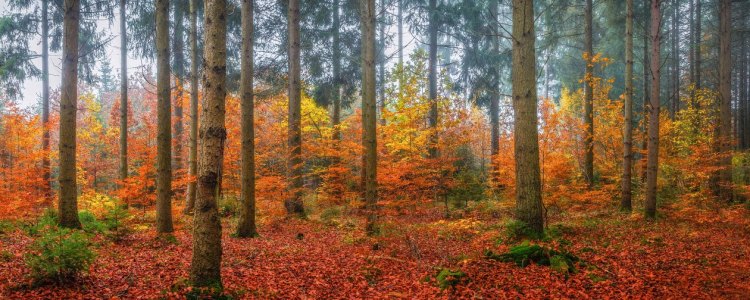 Bild-Nr: 11403249 Märchenwald im Herbst Erstellt von: StefanPrech