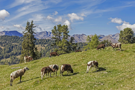 Bild-Nr: 11405802 Schafe in Tirol Erstellt von: EderHans