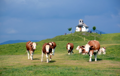 Bild-Nr: 11409472 .. auf der Alm .. Erstellt von: GUGIGEI