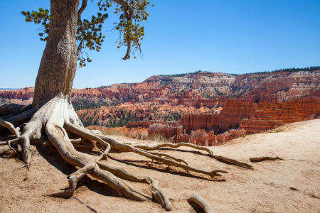 Bild-Nr: 11411167 Bryce Canyon, USA Erstellt von: janschuler