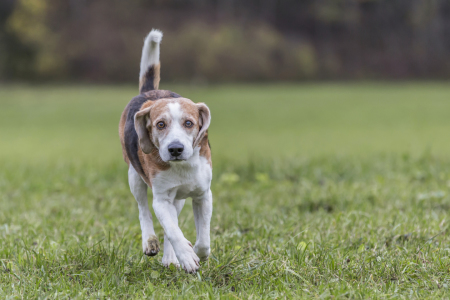 Bild-Nr: 11411775 Beagle on Tour Erstellt von: EderHans