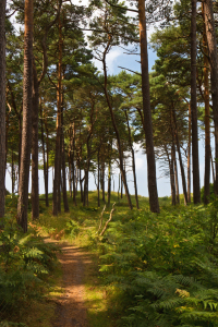 Bild-Nr: 11413467 Weg durch den Wald Erstellt von: Anja Schäfer