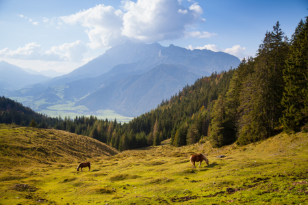 Bild-Nr: 11413480 Pferde auf einer Alm Erstellt von: janschuler